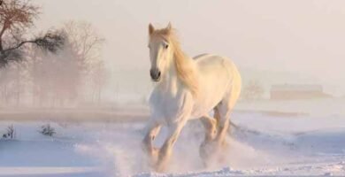 soñar con caballo