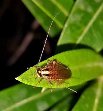 soñar con cucaracha