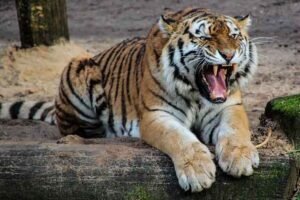 soñar con tigres